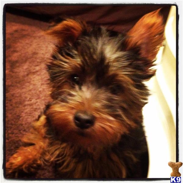 Stud Dogs - Yorkshire Terrier